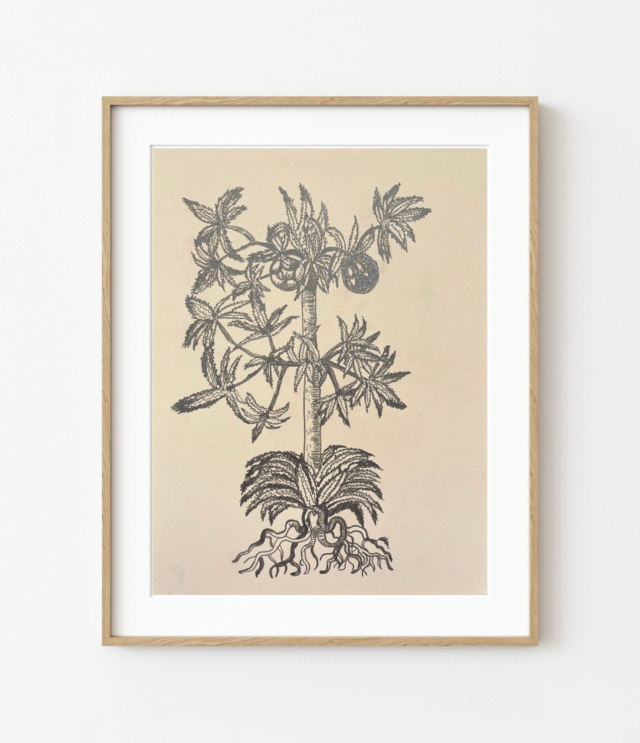 Ananas Brauo