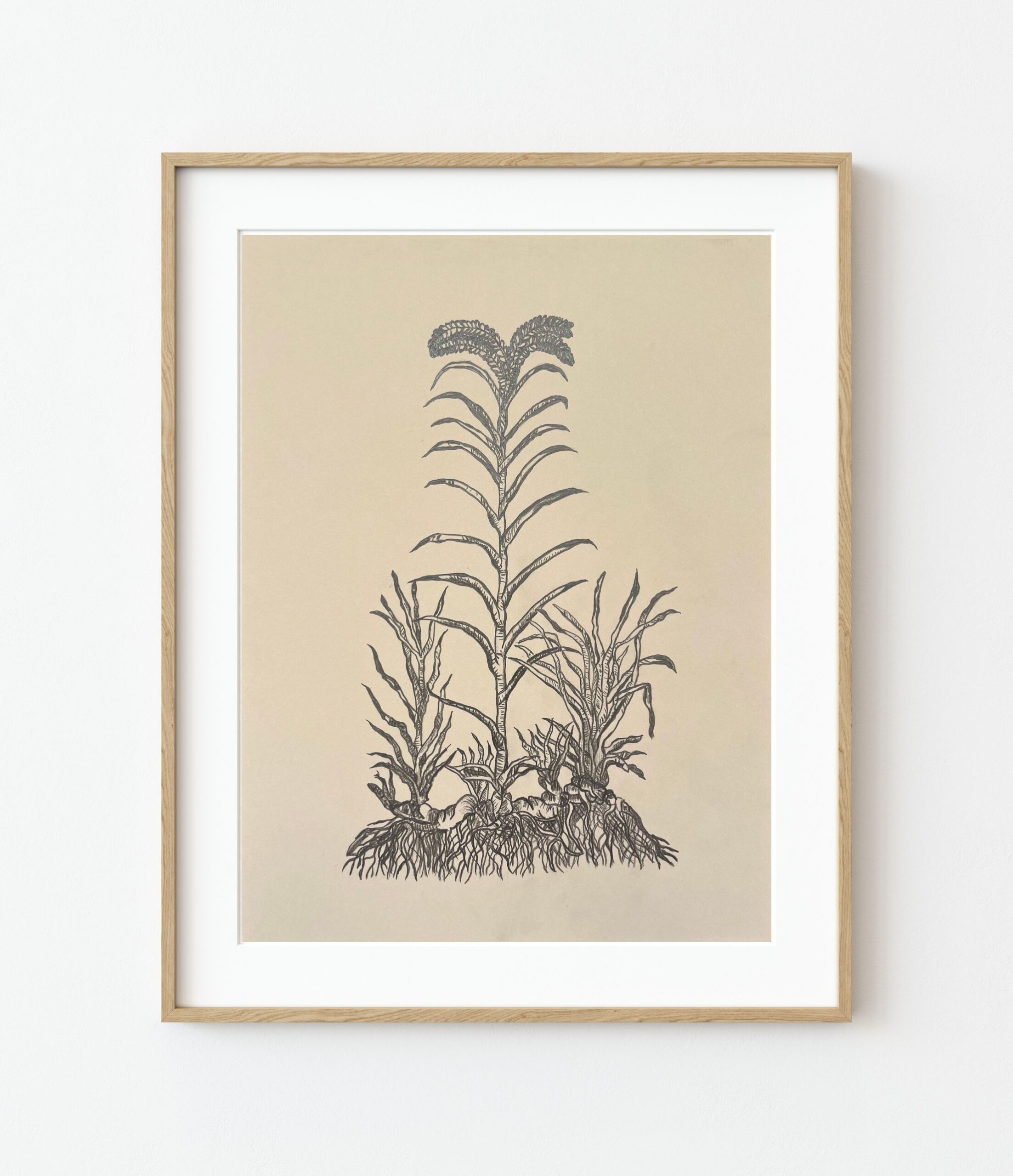 Calamo Aromatico