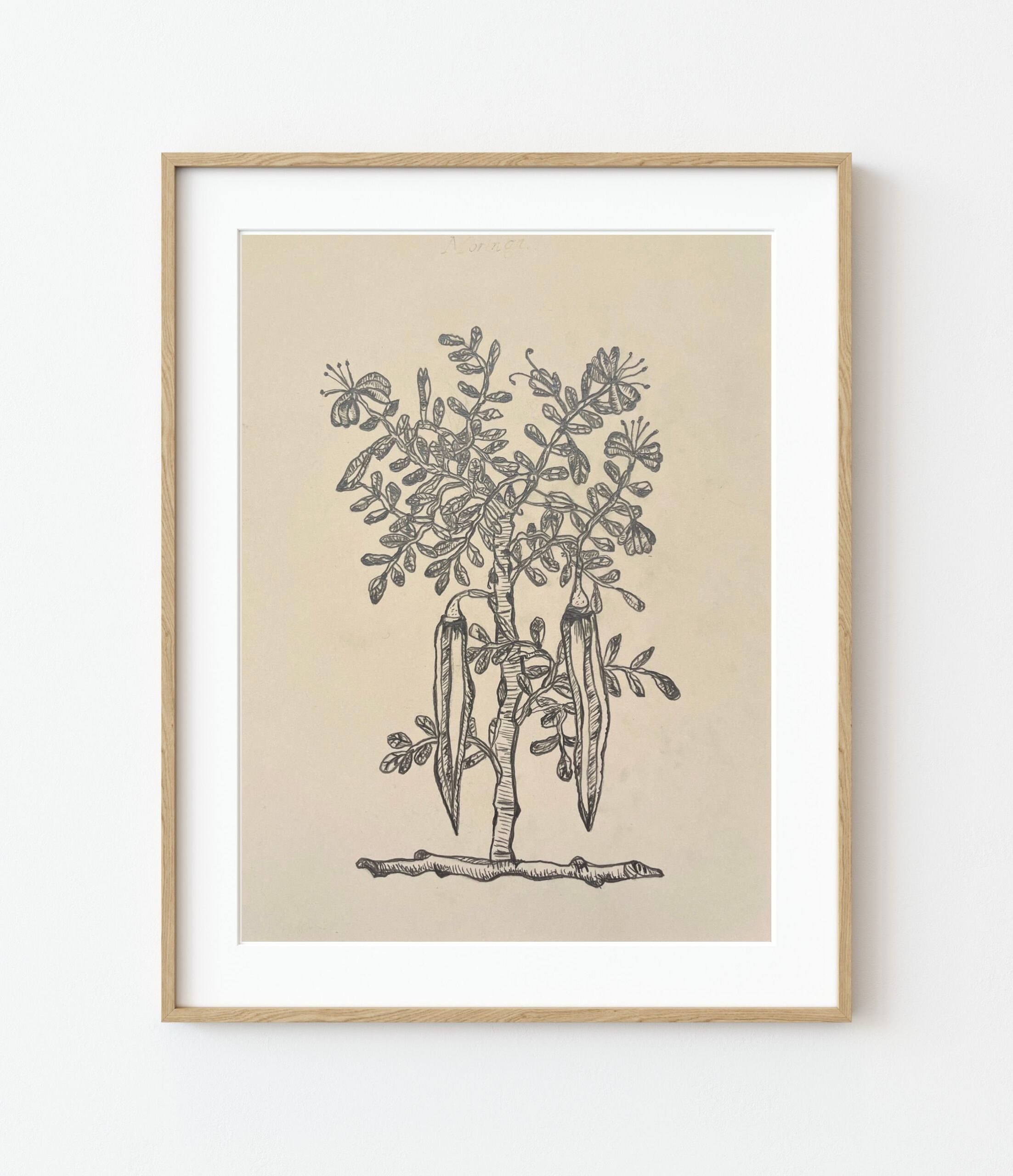 Moringa