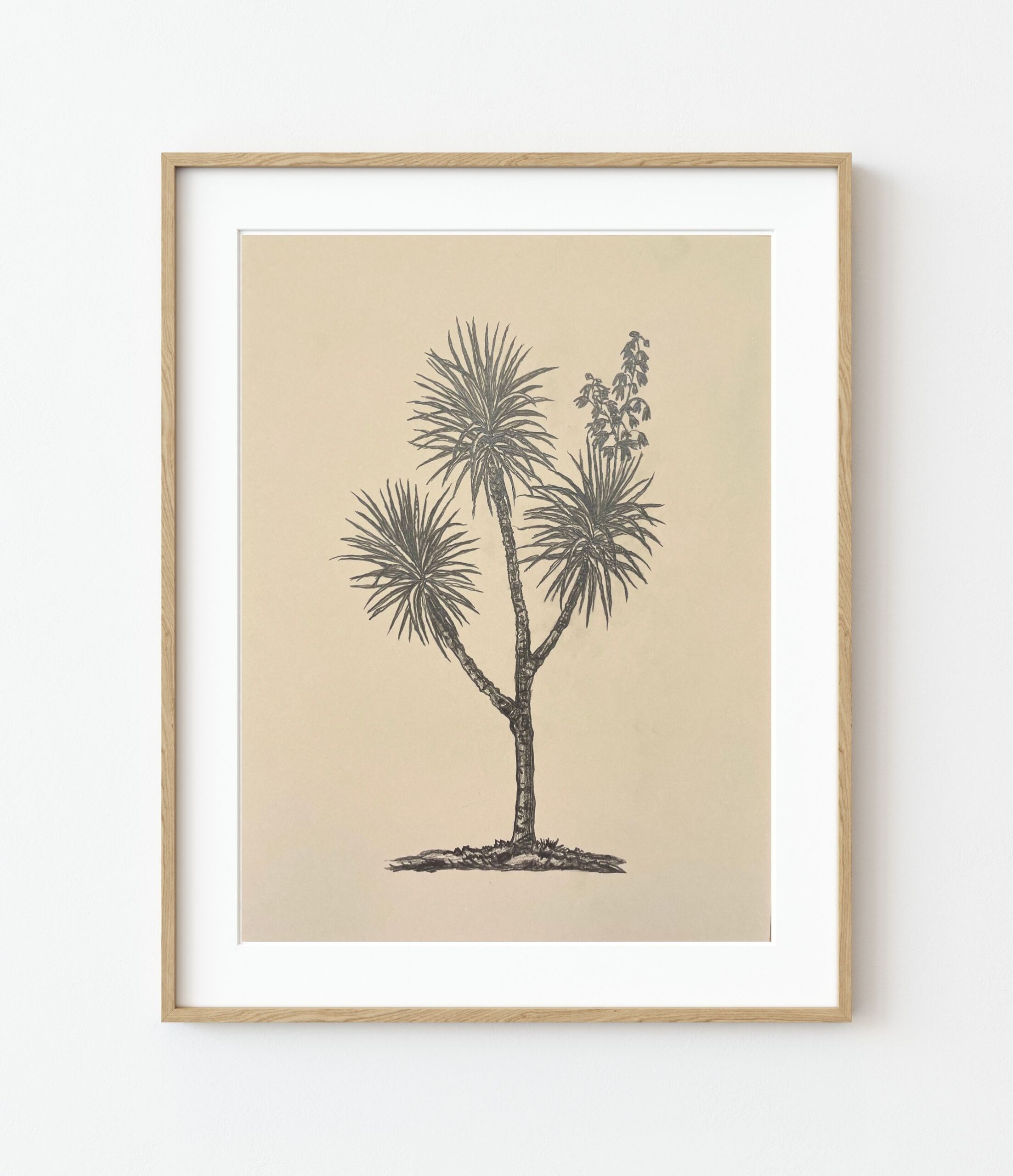 Yucca Aloifolia